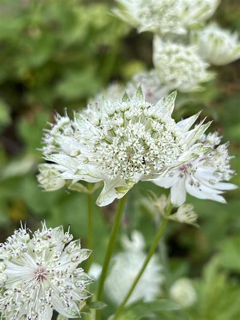 Astrantia Major Superstar ® White Giant Staudengärtnerei