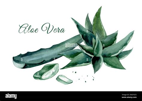 Organic Aloe Vera Horizontal Illustration Hand Drawn Watercolor Stock