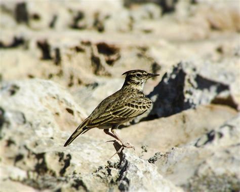 Download free photo of Lark,bird,wildlife,nature,animal - from needpix.com