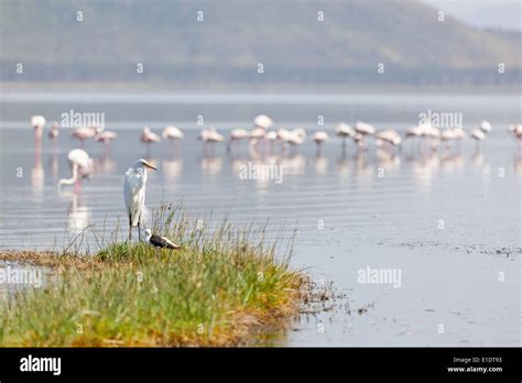 Lac Nakuru Au Kenya Banque De Photographies Et Dimages Haute