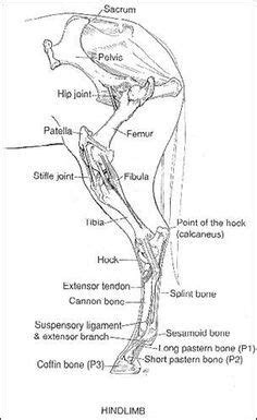 equine hind limb horse anatomy horse care horses