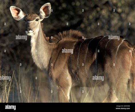 Greater Kudu Calf Tragelaphus Strepsiceros Stock Photo Alamy