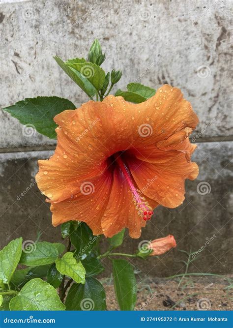 Orange mandar stock photo. Image of name, mandar, orange - 274195272