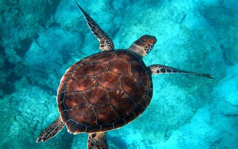 Cierre Exitoso De La Temporada De Tortugas Marinas