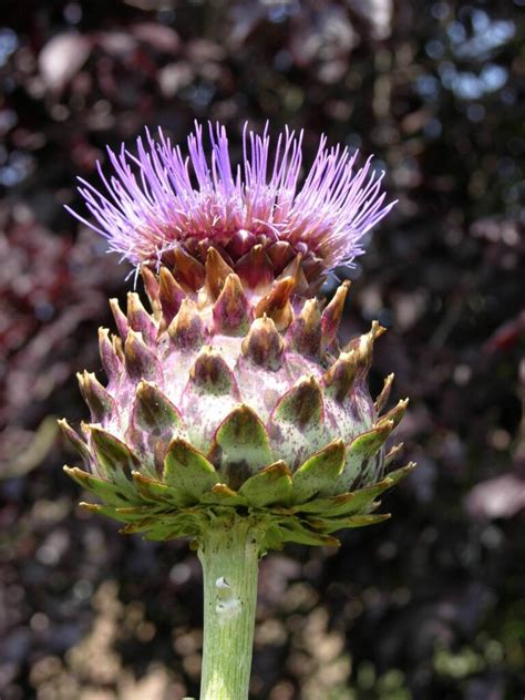 Best Plants For Hot Sunny Areas Hiller