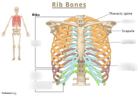 Sternum Ribs And Clavicle Diagram Quizlet