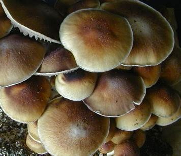 Z Strain Glossary For Mushroom Cultivation And Mycology