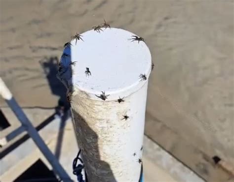 Fen Meno Curioso Chuva De Teias Das Aranhas Paraquedistas Intriga