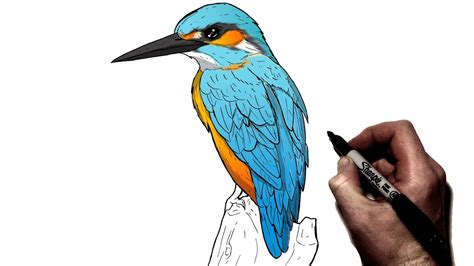 Aggregate more than 73 kingfisher bird sketch latest - seven.edu.vn