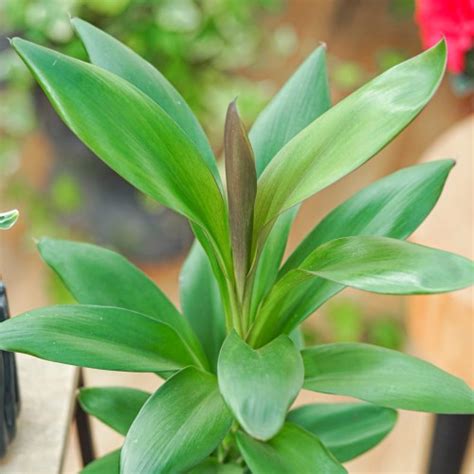 Cordyline Glauca Cm Sklep Z Ro Linami Cocaflora