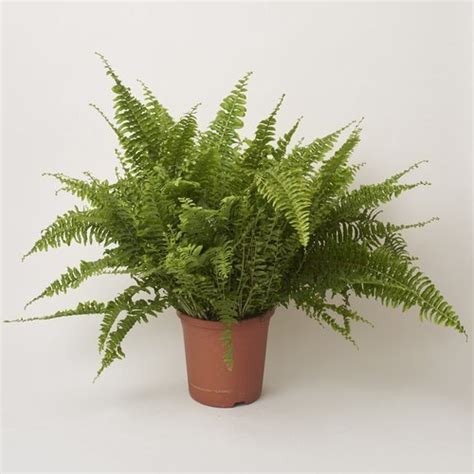 Ferns Plants online in Chennai - Prabhanjan Horticulture