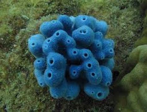 Blue Sponge Information and Picture | Sea Animals