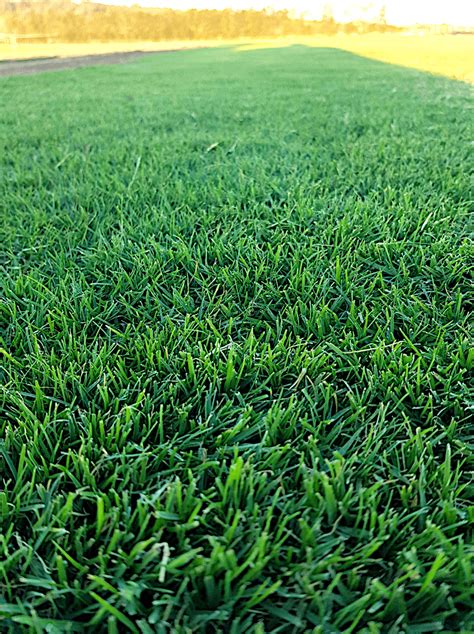 Tiftuf Bermuda Green Life Turf Australia S Best Turf