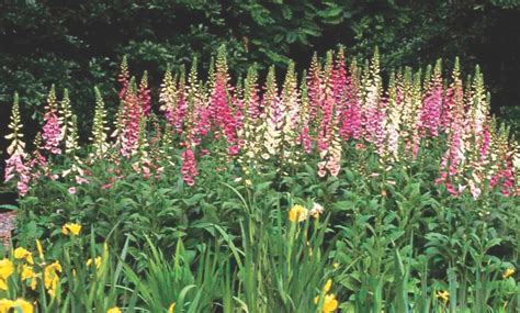 The Basics Of Growing Foxglove Plants Flower Magazine