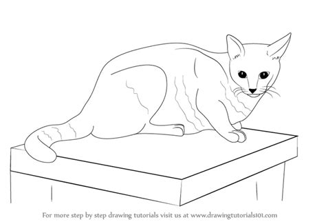 Learn How to Draw a Cat (Farm Animals) Step by Step : Drawing Tutorials