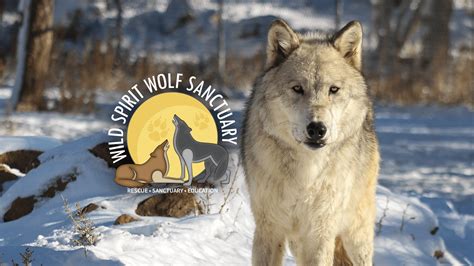 Meet Our Rescues | Wild Spirit Wolf Sanctuary