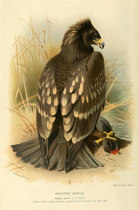 Birds Of The British Islands 1885 Eagle Spotted 1 Poster Print By