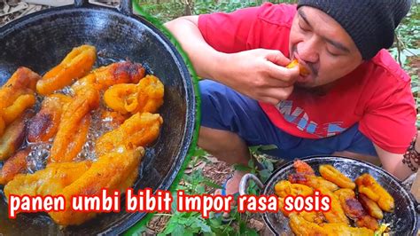 SURVIVAL DI HUTAN CARI MAKAN DAPAT UMBI JEPROT YouTube