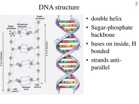 Ppt Molecular Genetics Of Bacteria Powerpoint Presentation Free