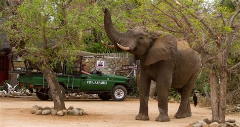 6 Day Classic Kruger Park Safari By Viva Safaris With 9 Tour Reviews Tourradar