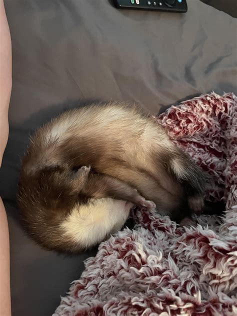 Why Does My Ferret Sleep Like A Contortionist Rferret