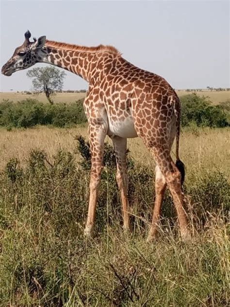 Private Tagestour Zum Lake Nakuru Park Mit Optionaler Bootsfahrt