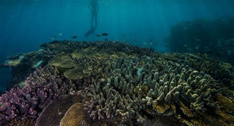 Great Barrier Reef Foundation Great Barrier Reef Foundation