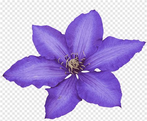 Flor Flor P Rpura Violeta Png Pngegg