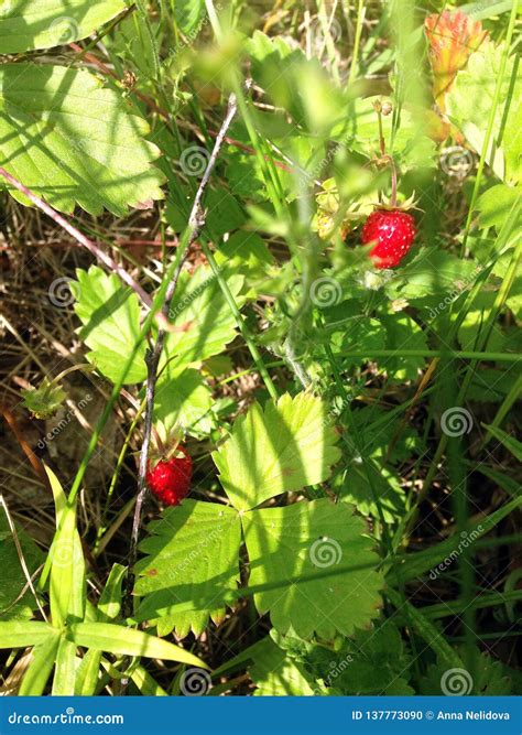 Wild Strawberry in the Forest. Delicious Berries of Summer Stock Photo