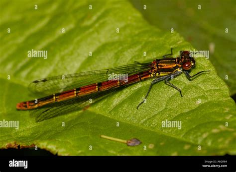 Large Red Damselfly Pyrrhosoma Nymphula Stock Photo Alamy