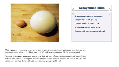 Сколько весит страусиное яйцо - YouTube