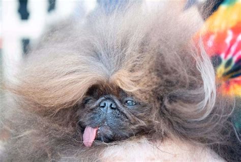 Mr Happy Face Meet Mr Happy Face The Worlds Ugliest Dog Who Loves