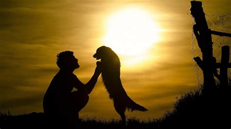 Mood Boy Dog Friends Sun Sunset Silhouette Animals Wallpapers Hd