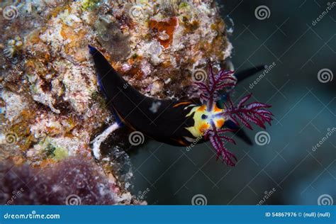 Nembrotha Nudibranch Red Sea Nembrotha Megalocera Royalty Free Stock