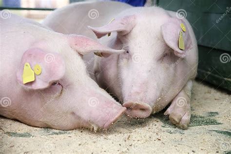 Landras Pig Resting In A Pigsty Outdoors Stock Image Image Of Feeder