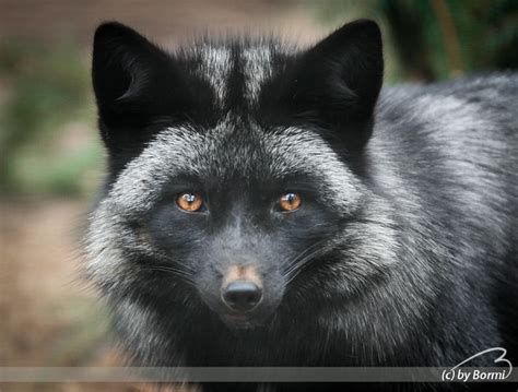 Silver Fox Animal Face