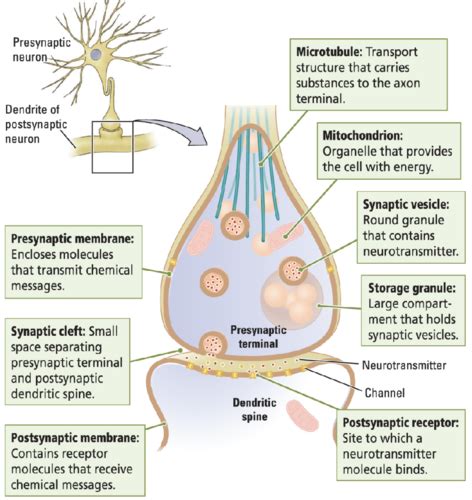 Biological Psychology Lecture 3 (Synaptic Transmission) Flashcards ...