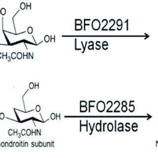 The Hypothesized Degradation Pathway Of Chondroitin Sulfate A By T