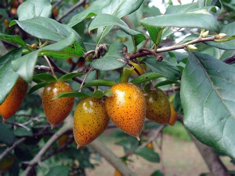 5 semillas de semillas del árbol de Diospyros rhombifolia PRINCESS