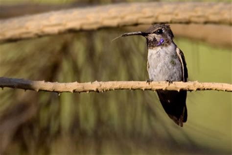 Black-chinned Hummingbird Pictures and Photos - Photography - Bird ...