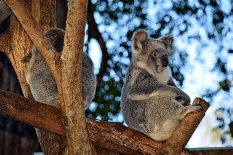 Dos Lindos Koalas Sentados En Una Rama De Rbol Eucalipto Imagen De