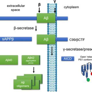 Schematic Representation Of The Modulation Of Ps Secretase