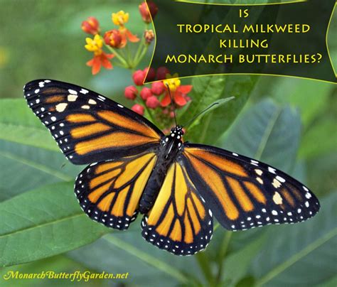 Is Tropical Milkweed Killing Monarch Butterflies- Grow or No?