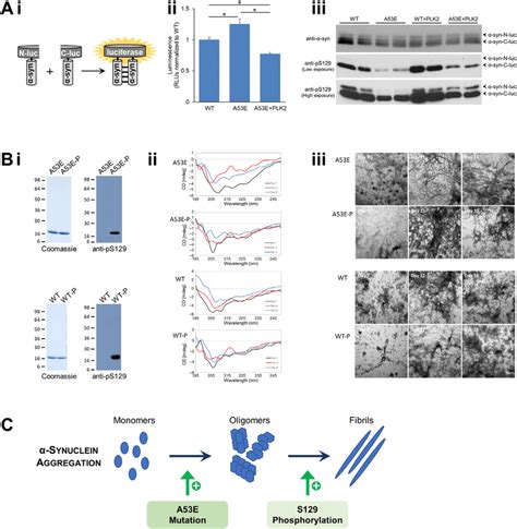 Oligomerization And Fibrillation Of α Synuclein A I α Synuclein