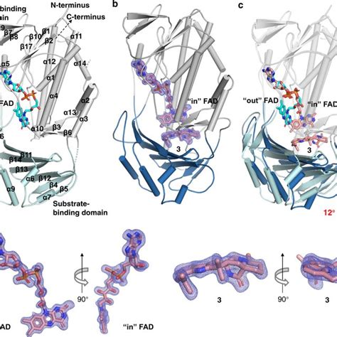 Structural Changes Of The Fad Binding Sites In Ctde Upon Substrate