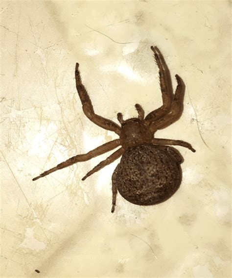 Xysticus Ground Crab Spiders In Mineola Texas United States