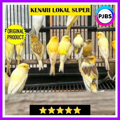 Jual Burung Kenari Lokal Super Loper Jantan Shopee Indonesia