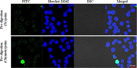 Sulfo Nhs Ss Biotin Does Not Penetrate The Plasma Membranes Of