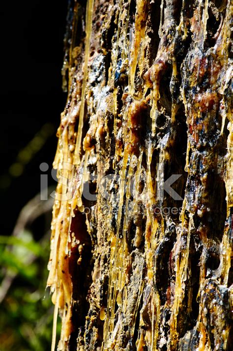 Pine Resin Stock Photo | Royalty-Free | FreeImages