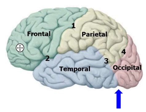 Neuroscience Exam 1 Gross Structures I Flashcards Quizlet